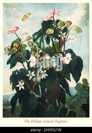 Eine Illustration des schrägblättrigen Begonia aka Begonia nitidia aus dem frühen 19.. Jahrhundert wurde von Sir Joseph Banks aus Jamaika gebracht. Sie galt damals als feine Pflanze und spielte eine wichtige Rolle bei der Zucht der modernen kleinblühenden Bettbepflanzenarten, Begonis semperflorens. Dieses Kunstwerk für Robert John Thorntons 'The Temple of Flora' im Jahr 1807 wurde für den Verlag von T. Bensley, London, England. Stockfoto