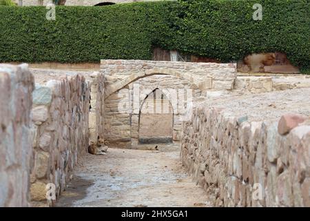 Streunende Hunde an der archäologischen Stätte Ayla in Aqaba Stockfoto