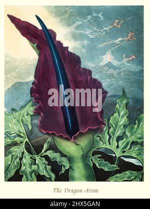 Eine Illustration des Dragon Arum aus dem frühen 19.. Jahrhundert, einer aroidblühenden Pflanze der Gattung Dracunculus und der Familie Araceae. Die krautige Staude ist auf dem Balkan endemisch und erstreckt sich bis nach Griechenland, Kreta und den Ägäischen Inseln sowie in die südwestlichen Teile Anatoliens. Dieses Kunstwerk für Robert John Thorntons 'The Temple of Flora' im Jahr 1807 wurde für den Verlag von T. Bensley, London, England. Stockfoto