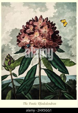 Eine Illustration des Pontischen Rhododendrons aus dem frühen 19.. Jahrhundert in der Gattung Rhododendron und Familie Ericaceae, die auf der Iberischen Halbinsel im Südwesten Europas und im Kaukasus in Nordwest-Asien beheimatet ist. Dieses Kunstwerk für Robert John Thorntons 'The Temple of Flora' im Jahr 1807 wurde für den Verlag von T. Bensley, London, England. Stockfoto