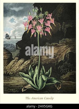 Eine Illustration des amerikanischen Cowslip aus dem frühen 19.. Jahrhundert, ein Dodekatheon, ist mit der Gattung Primula (Primeln und verwandte Pflanzen) verwandt. Die Art hat basale Laubklumpen und nickende Blüten, die an der Spitze von hohen Stielen entstehen, von denen die Blätter die Krone verbinden. Die Gattung ist weitgehend auf Nordamerika und einen Teil des nordöstlichen Sibiriens beschränkt. Dieses Kunstwerk für Robert John Thorntons 'The Temple of Flora' im Jahr 1807 wurde für den Verlag von T. Bensley, London, England. Stockfoto