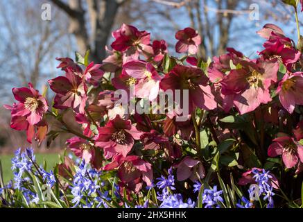 Rosa Helleborus Walbertons Rosmarin Walhero, die im Frühjahr im Garten von RHS Wisley in Surrey, Großbritannien, wächst. Stockfoto