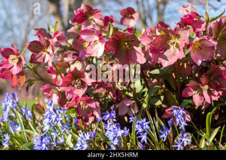 Rosa Helleborus Walbertons Rosmarin Walhero, die im Frühjahr im Garten von RHS Wisley in Surrey, Großbritannien, wächst. Stockfoto