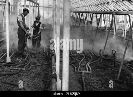 Reinigung des Bodens - durch Dampf -- bei der Arbeit in den Glashäusern - ein neues Gitter in Position bringen. Die Reinigung des Bodens durch Dampf wird jetzt in der Krankenanstalt von Herrn E. Stevens in der Firma Hunt (Hertforshire) durchgeführt. Stahlgitter, die die Erde bis zu einer Tiefe von 18 Zoll durchdringen, werden nebeneinander in den Boden eingepresst. Die Gitter sind an Rohren befestigt, wo sie wiederum an einen Kessel außerhalb des Glashauses gekoppelt sind. Der Dampf wird dann unter hohem Druck in den Boden gedrückt. Alle Keime und Bakterien werden zerstört und die jährliche Erneuerung von Hunderten von Tonnen Boden ist nun unnötig - die alte Erde ist Stockfoto
