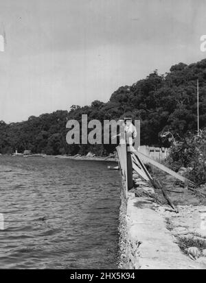 Haie greifen die Zuckerhut-Bucht an. 5. Februar 1955. Stockfoto