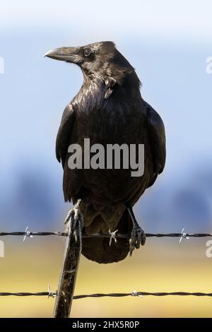 Gemeiner Rabe, der auf einem Stacheldrahtzaun thront. Santa Clara County County, Kalifornien, USA. Stockfoto