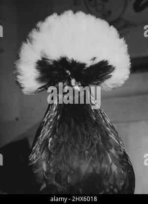 Powder Puff Style -- Sie mag den Powder-Puff Look haben, aber diese Black and White Crested Bantam hat heute (Donnerstag) noch den kampfbereiten Look ihrer Rasse auf der National Poultry Show in Olympia, London. Sie skaliert zwischen 18 und 24 Unzen. Dieser Vogel wurde von L. Roberts von Market Rasen, Lincolnshire, ausgestellt. 10. Dezember 1953. (Foto von Reuterphoto).;Powder Puff Style -- Sie mag den Powder-Puff Look haben, aber diese Black and White Crested Bantam hat immer noch den Ready-to-fight Look von ihr Stockfoto