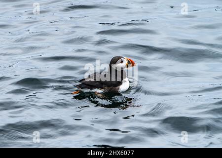 Ein Atlantischer Papageitaucher (Fratercula Arctica) schwimmt in der Nähe des Eastern Egg Rock vor der Küste von Boothbay Harbor, Maine. Stockfoto