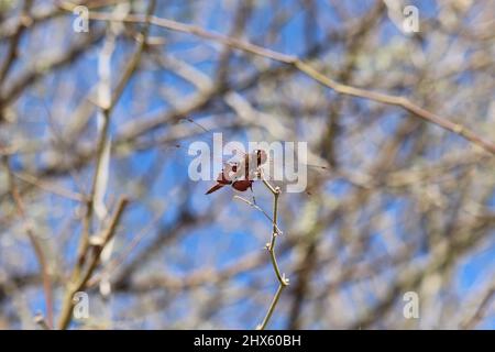 Rote Satteltaschen Libelle oder Tramea-Lazerate ruhen auf dünnem Ast auf der Uferfarm in Arizona. Stockfoto