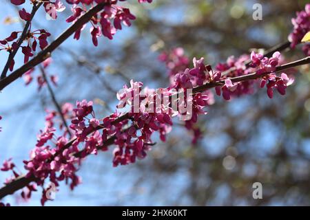 Nahaufnahme von Western Redbud oder Cercis occidentalis Blumen auf der Wasserranch in Arizona. Stockfoto