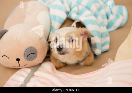 Nahaufnahme chihuahua Welpen Hund schlafen mit Spielzeug und Puppe im Schlafzimmer. Stockfoto