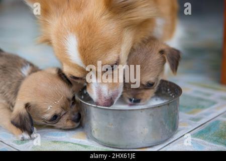 Die Welpen und die Hündin füttern morgens ihre Milch. Stockfoto