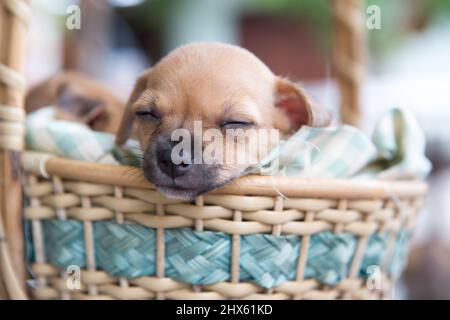 Nahaufnahme chihuahua Welpe Hund schlafen auf grünem Mesh-Gewebe im Korb. Stockfoto