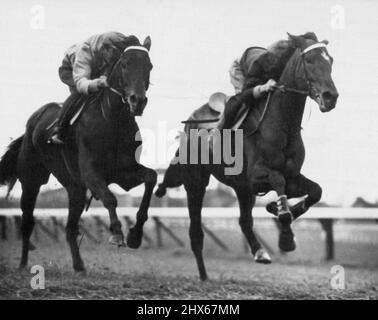 ***** Jack Purtell's Mount im Caulfield Cup und hier Wodalla ***** Durch seine Stablemate ***** In einem Galopp bei Flemington. Wodalla ***** - Rote und weiße Diamanten, rote Ärmel und Kappe - des VRC-Vizepräsidenten, Herrn E. A. Underwood. 26. Oktober 1953. Stockfoto