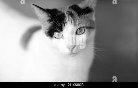 Eine Calico Cat Portrait Nahaufnahme im Schwarzweiß-Bildformat Stockfoto