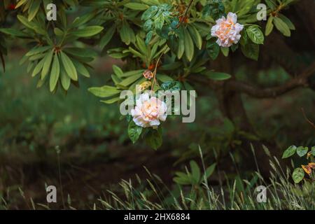 Leichte pfirsichfarbene Kletterrose, die durch Rhododendron blüht Stockfoto