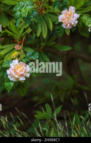 Leichte pfirsichfarbene Kletterrose, die durch den Rhododendronzweig blüht Stockfoto