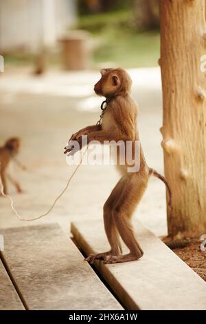 Unverlierbarer Makak. Ein gefangener Makaken-Affe in Thailand. Stockfoto