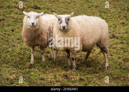 Zwei Schafe auf einer grünen Wiese, die auf die Kamera schauen Stockfoto