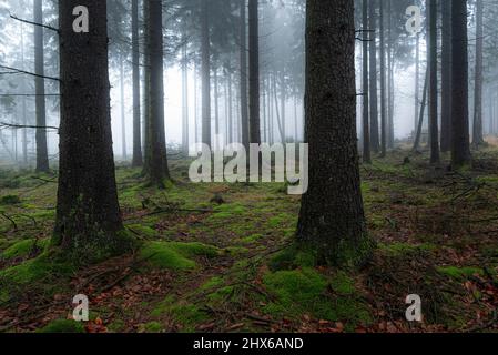 Neblige Waldlandschaft mit Nadelbäumen und moosbedecktem Boden und geheimnisvollem Licht und Nebel im Hintergrund, Mörth, Teutoburger Wald, Deutschland Stockfoto