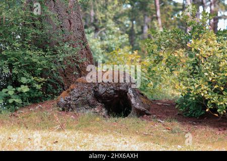 Große Wurzelbasis mit Nische an der Basis eines Baumes Stockfoto