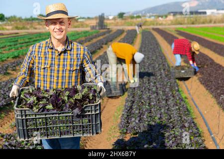 Mann Gärtner hält Kiste mit Ernte von roten canonigos Stockfoto