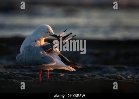 Möwe, die bei Sonnenaufgang ihre Federn aufreibt Stockfoto