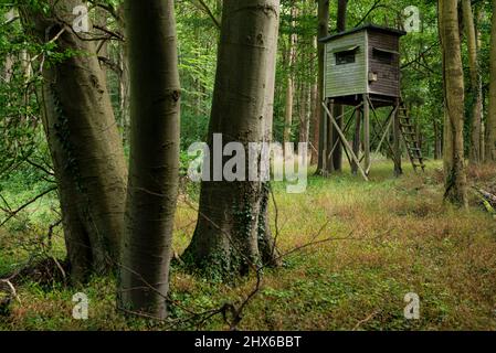 Der hohe Sitz von Hunter, versteckt in einem Wald, mit drei Baumstämmen im Vordergrund, Weserbergland, Deutschland Stockfoto