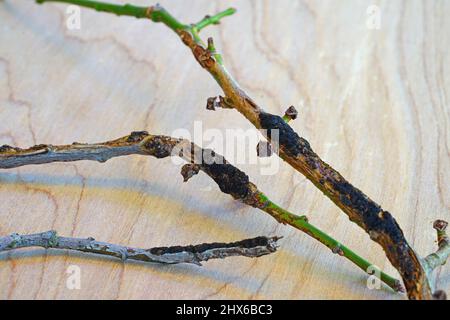 Schwarzknoten-Krankheit (Apiosporina morbosa) an einem japanischen Pflaumenbaum-Ast Stockfoto