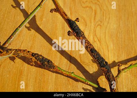 Schwarzknoten-Krankheit (Apiosporina morbosa) an einem japanischen Pflaumenbaum-Ast Stockfoto