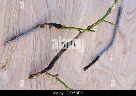 Schwarzknoten-Krankheit (Apiosporina morbosa) an einem japanischen Pflaumenbaum-Ast Stockfoto