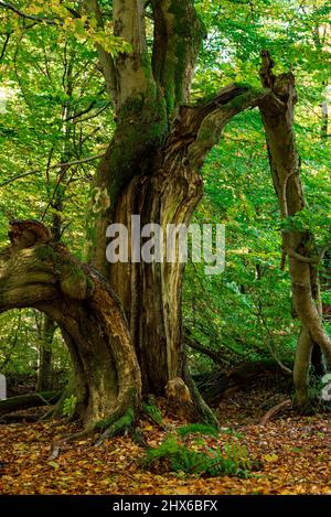 Geteilter Stamm einer mächtigen alten Weidebuche im Urwald Sababurg, Reinhardswald, Hessen, Deutschland Stockfoto