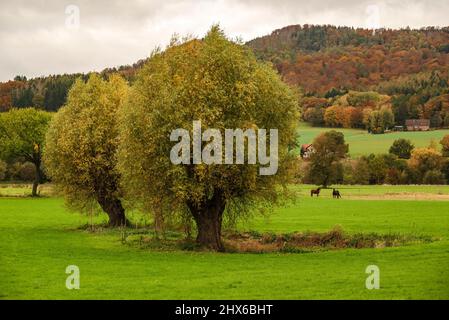 Riesige alte pollard-Weidenbäume stehen auf einer Pferdeweide bei Hämelschenburg, Weserbergland, Niedersachsen, Deutschland Stockfoto