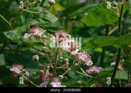 Hellrosa Brombeerblüten wachsen wild in einem großen Haufen Stockfoto