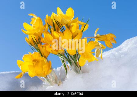 Frühling crocus, Vårkrokus (Crocus vernus) Stockfoto