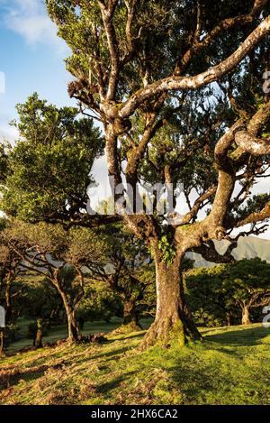 Knarrige Zweige alter, stinkbehackter Lorbeerbäume (Ocotea foetens) im frühen Morgenlicht, aufgenommen im alten Lorbeerwald von Fanal, Madeira Stockfoto