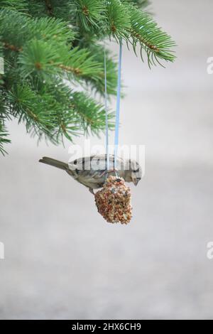 Sperling auf einem Futterhäuschen Stockfoto