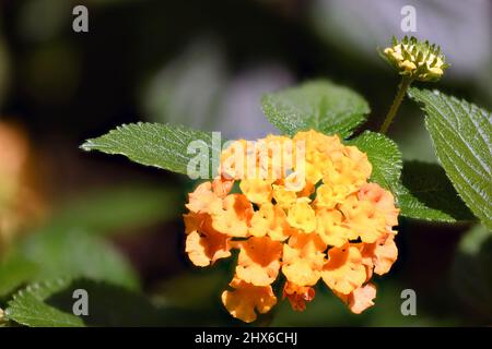 Gelbe Lantana blüht im Lata Sommer. Sie sind in den tropischen Regionen Amerikas und Afrikas beheimatet und werden bei der Zubereitung der Blütenessenz verwendet Stockfoto