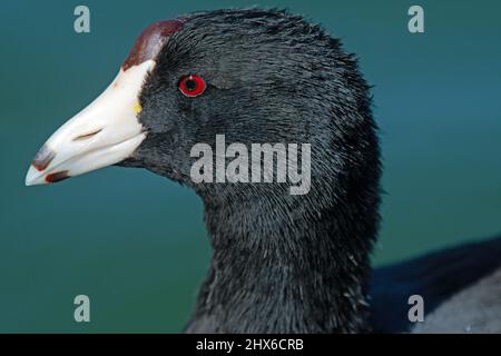 Amerikanisches Blässhuhn (Fulica Americana) Stockfoto