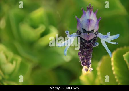 Scaredy Katzenpflanze ist ein Kraut aus der Familie der Mint. Heimisch im südlichen und östlichen Afrika von Angola bis Sudan sowie in Indien und Myanmar. Stockfoto