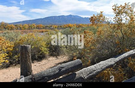 Ländlicher Zaun entlang des Rio grande River im Spätherbst mit der orangefarbenen Farbe der Baumwollbäume. Stockfoto