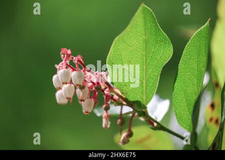 Blühende weiße Beerenblüten und grüne Knospen im Sonnenlicht Stockfoto