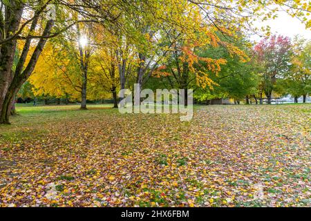 Lake Sammamish State Park im Herbst Stockfoto