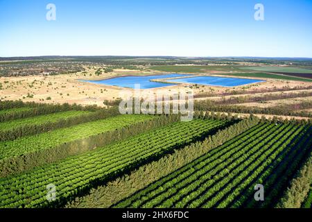 Luftaufnahme von 2PH Citrus-Obstgärten im Emerald Queensland Australien Stockfoto