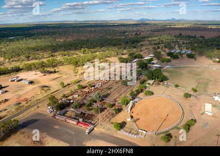 Luftaufnahme von Viehbeständen Clermont Queensland Australien Stockfoto