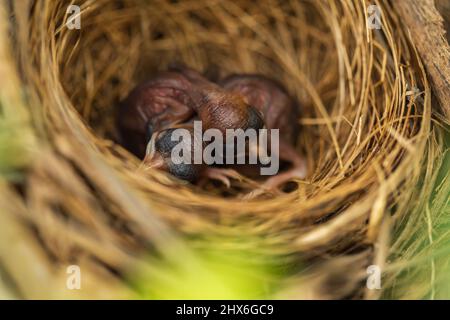 Nahaufnahme Baby Vogel ruht in einem Nest auf einem Baum Ast Stockfoto