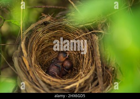 Nahaufnahme Baby Vogel ruht in einem Nest auf einem Baum Ast Stockfoto