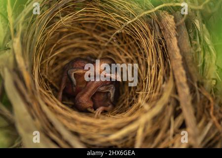 Nahaufnahme Baby Vogel ruht in einem Nest auf einem Baum Ast Stockfoto