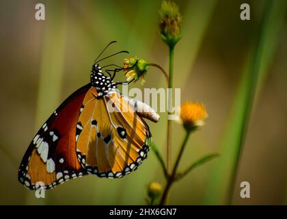 Schöne Schmetterling auf Blume. danaus chrysippus schlichten Tiger Schmetterling. Stockfoto