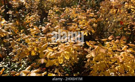 Gelber Herbst-Preiselbeerbusch im Wald. Nahaufnahme. Echte Pflanzen im Wald Stockfoto